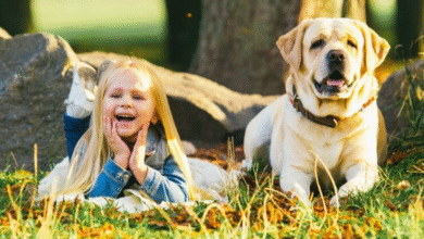 Golden Retriever Puppies Senior Center Visit