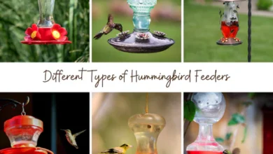Discover the Magic of a Smart Hummingbird Feeder for Your Garden