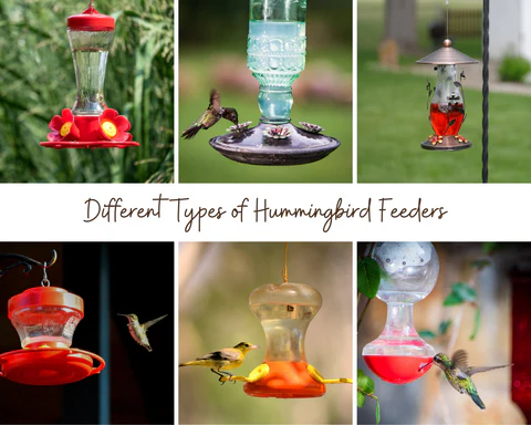 Discover the Magic of a Smart Hummingbird Feeder for Your Garden