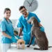 A Clearer Look: How Modern Endoscopy is Transforming Animal Care