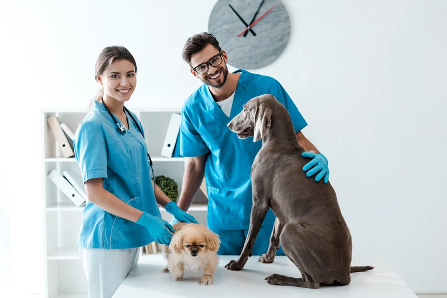 A Clearer Look: How Modern Endoscopy is Transforming Animal Care