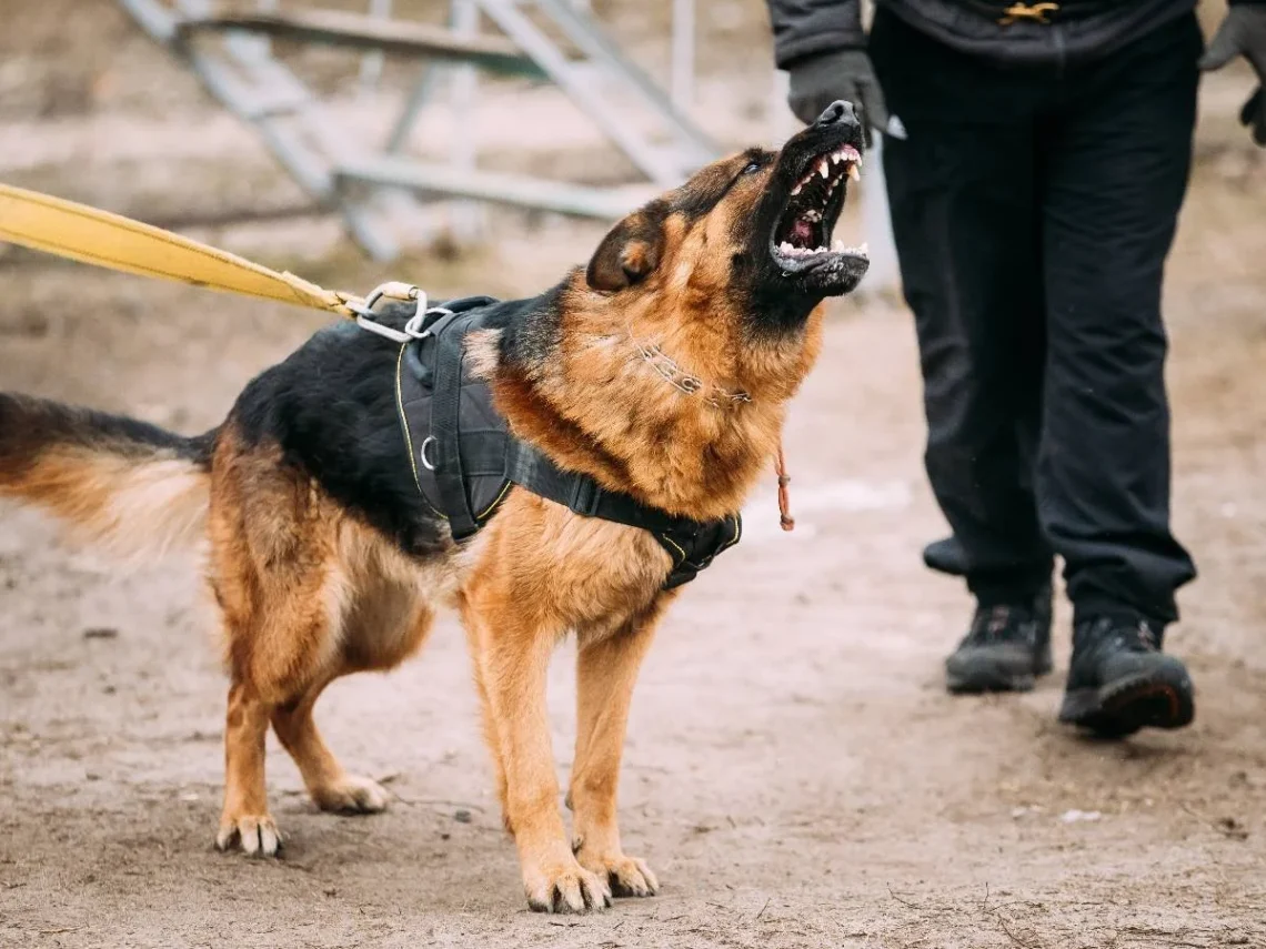 How a Personal Injury Lawyer Helps in Dog Bite Cases