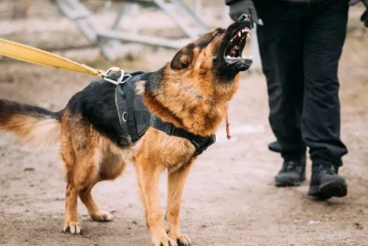 How a Personal Injury Lawyer Helps in Dog Bite Cases